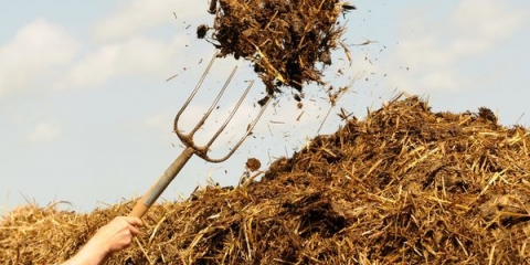 Kako koristiti kravlju balegu kao đubrivo